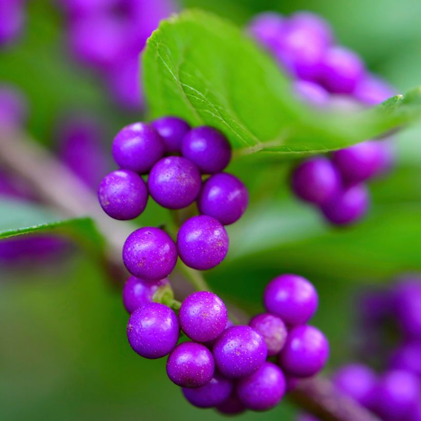 Callicarpa japonica - Schoonvrucht (Oogst)