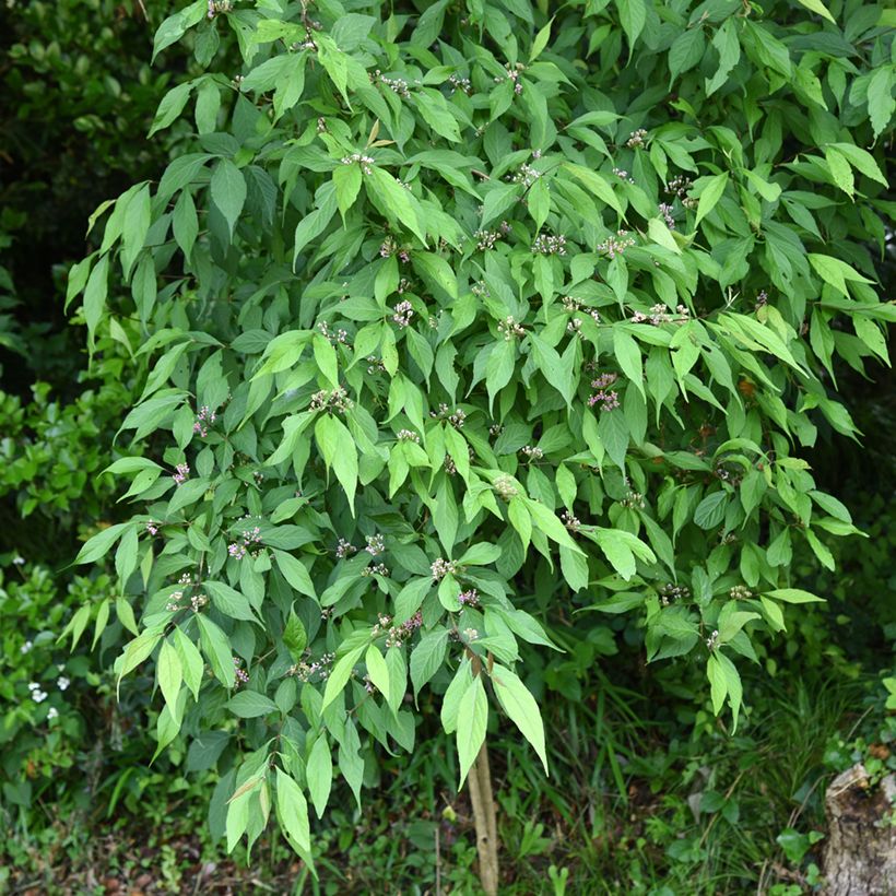 Callicarpa japonica - Schoonvrucht (Groeiplaats)