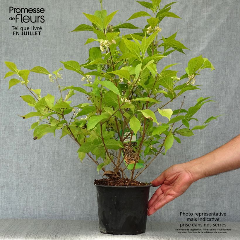 Exemplaar van Callicarpa japonica Leucocarpa - Schoonvrucht Pot van 2 l/3 l zoals geleverd in de zomer