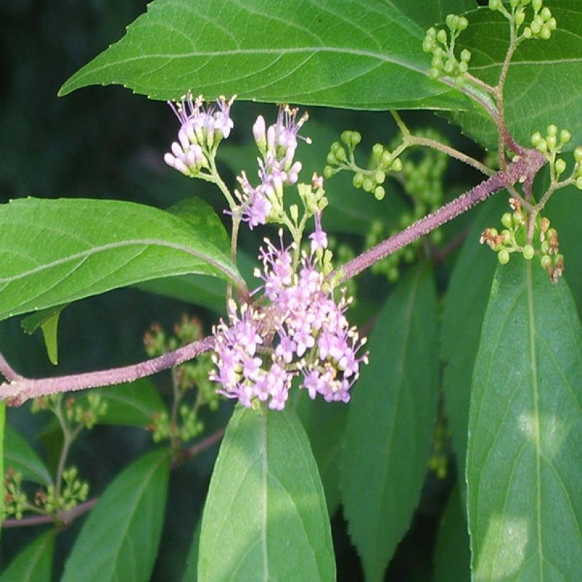 Callicarpa kwangtungensis - Chinese schoonvrucht (Blad)