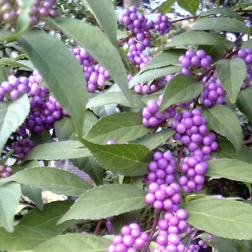 Callicarpa kwangtungensis - Chinese schoonvrucht (Oogst)