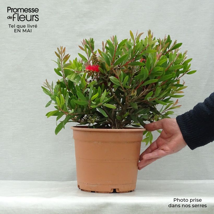 Example of Callistemon x laevis - Lampenpoetser Pot van 3 l/4 l as you get in printemps