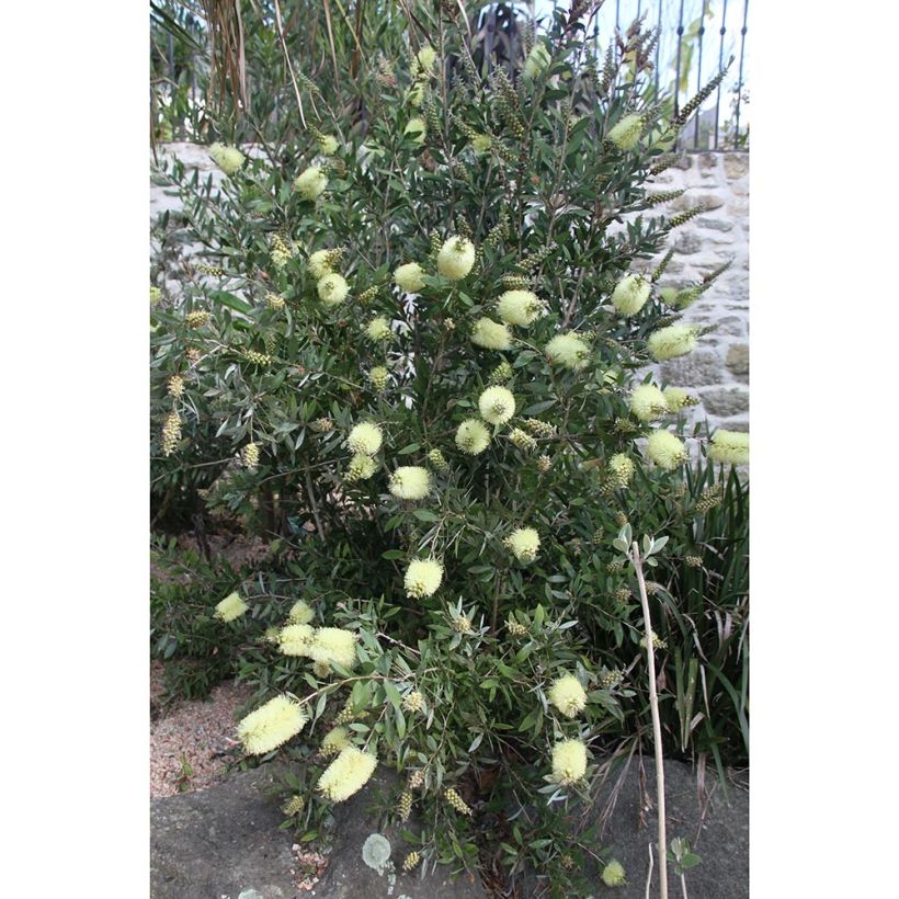 Callistemon citrinus Albus - Lampenpoetser (Plant habit)