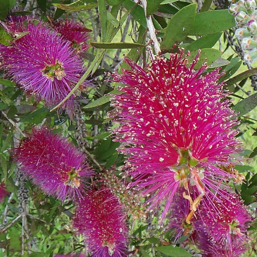 Callistemon citrinus Burgundy - Lampenpoetser (Bloei)