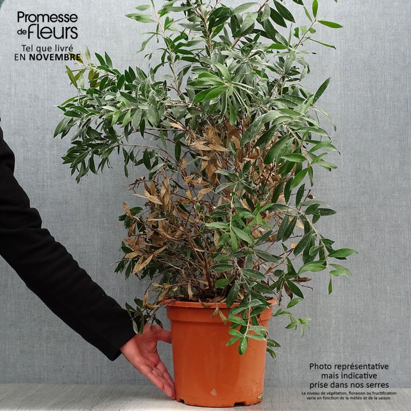 Exemplaar van Callistemon citrinus Splendens - Lampenpoetser Pot van 7,5 l/10 l zoals geleverd in de herfst