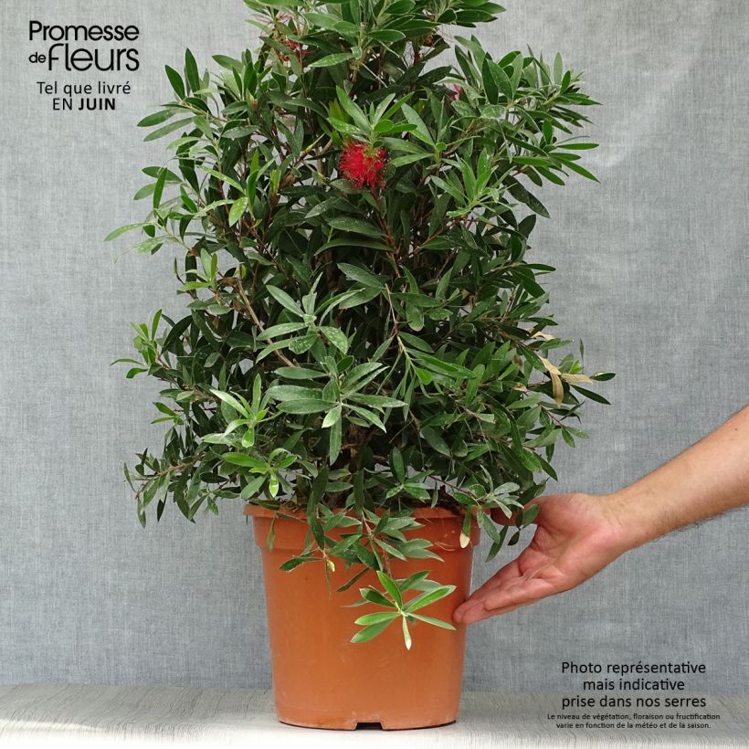 Exemplaar van Callistemon citrinus Splendens - Lampenpoetser Pot van 7,5 l/10 l zoals geleverd in de zomer