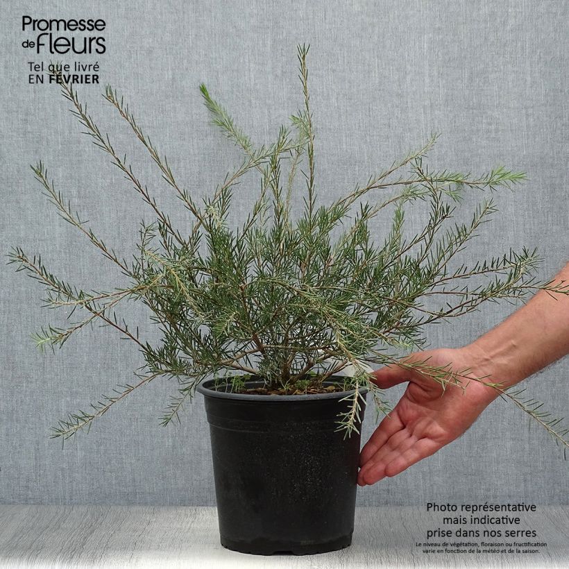 Exemplaar van Callistemon pityoides Widdicomb Gem - Lampenpoetser Pot van 4 l/5 l zoals geleverd in de herfst