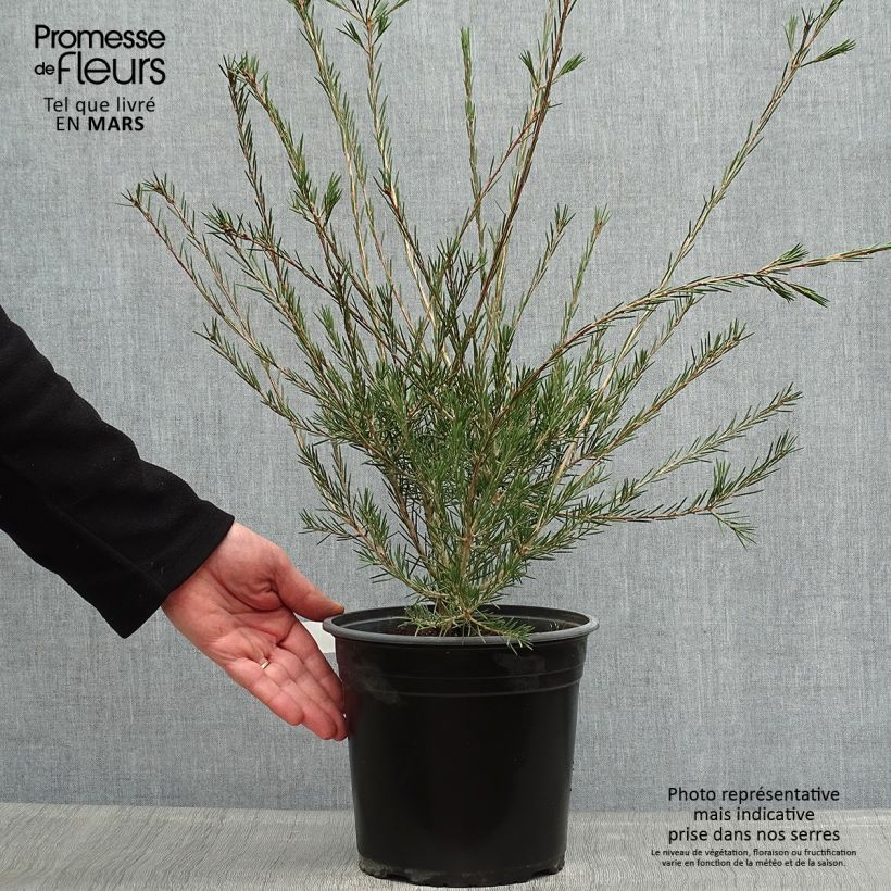 Exemplaar van Callistemon pityoides Widdicomb Gem - Lampenpoetser Pot van 4 l/5 l zoals geleverd in de lente