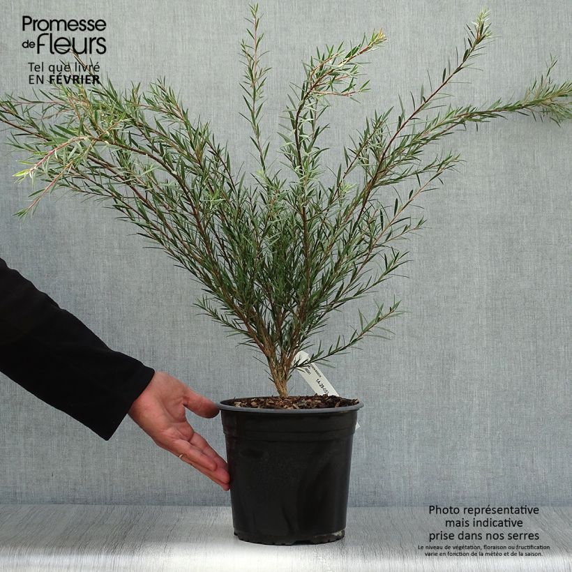 Exemplaar van Callistemon rigidus - Lampenpoetser Pot van 4 l/5 l zoals geleverd in de herfst