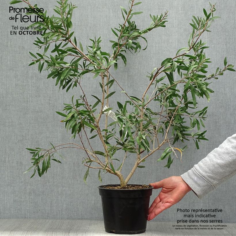 Exemplaar van Callistemon salignus Perth Pink - Lampenpoetser Pot van 4 l/5 l zoals geleverd in de herfst