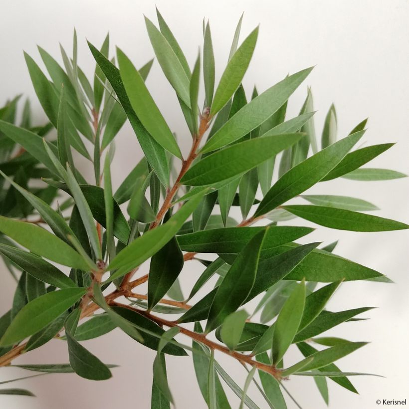 Callistemon salignus Perth Pink - Lampenpoetser (Foliage)