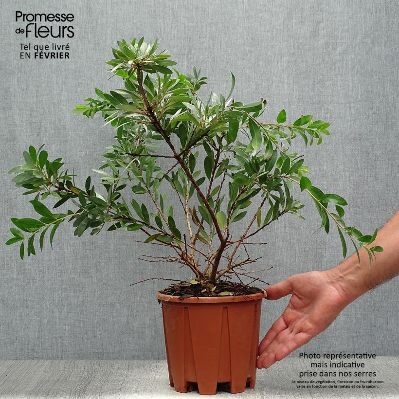 Exemplaar van Callistemon salignus White - Lampenpoetser wit Pot van 2 l/3 l zoals geleverd in de herfst