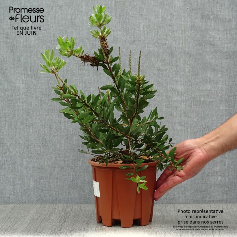 Exemplaar van Callistemon salignus White - Lampenpoetser wit Pot van 2 l/3 l zoals geleverd in de zomer