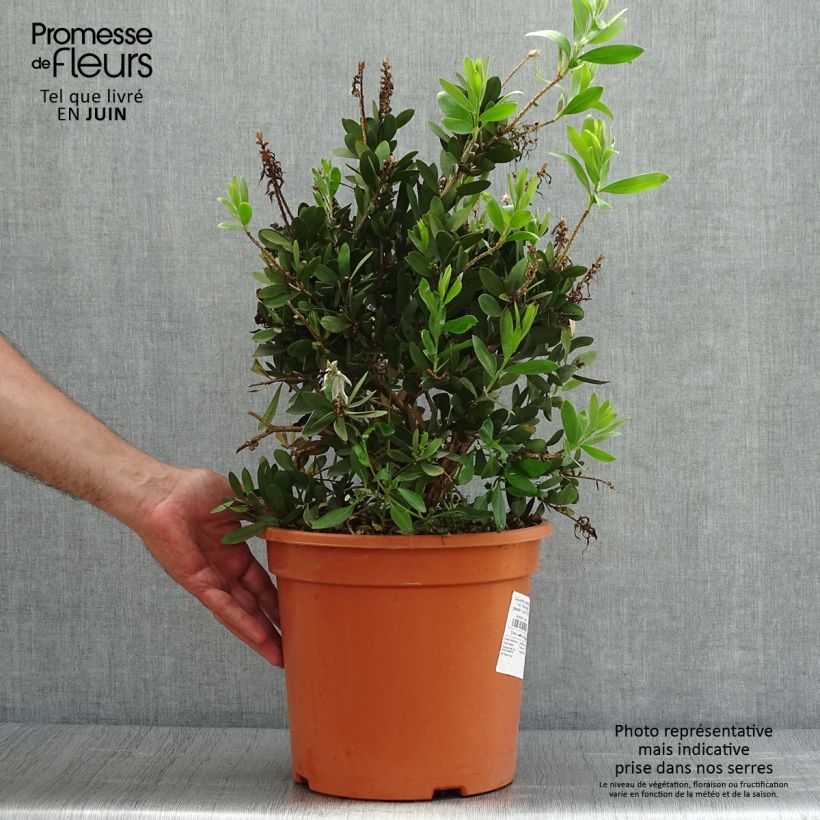 Exemplaar van Callistemon viminalis Bright Pink - Lampenpoetser Pot van 7,5 l/10 l zoals geleverd in de zomer