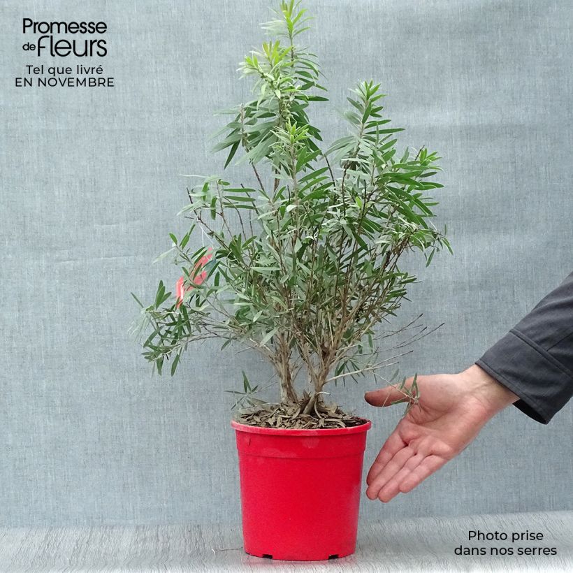 Exemplaar van Callistemon viminalis Captain Cook - Lampenpoetser Pot van 2 l/3 l zoals geleverd in de herfst