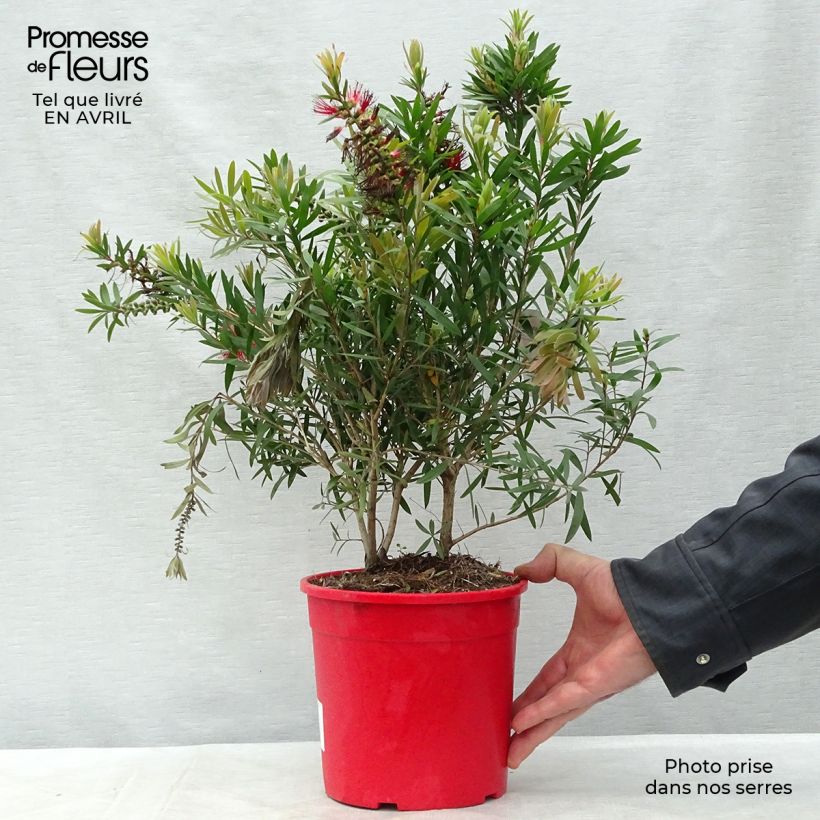 Exemplaar van Callistemon viminalis Captain Cook - Lampenpoetser Pot van 2 l/3 l zoals geleverd in de lente