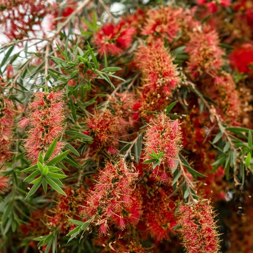 Callistemon viminalis Captain Cook - Lampenpoetser (Bloei)