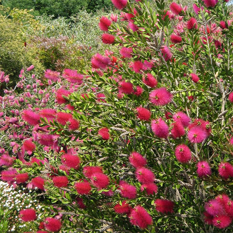 Callistemon viminalis Hot Pink - Lampenpoetser (Flowering)