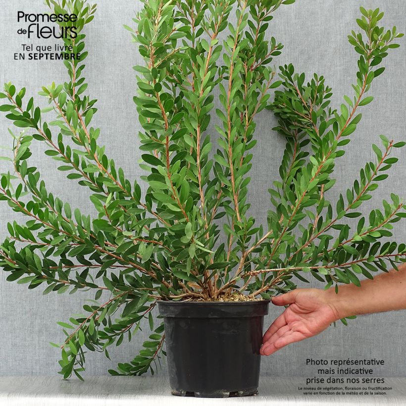 Exemplaar van Callistemon viminalis Hot Pink - Lampenpoetser Pot van 6 l/7 l zoals geleverd in de herfst