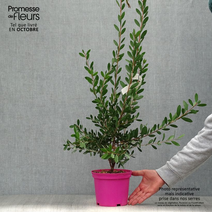 Exemplaar van Callistemon viminalis Hot Pink - Lampenpoetser Pot van 2 l/3 l zoals geleverd in de herfst