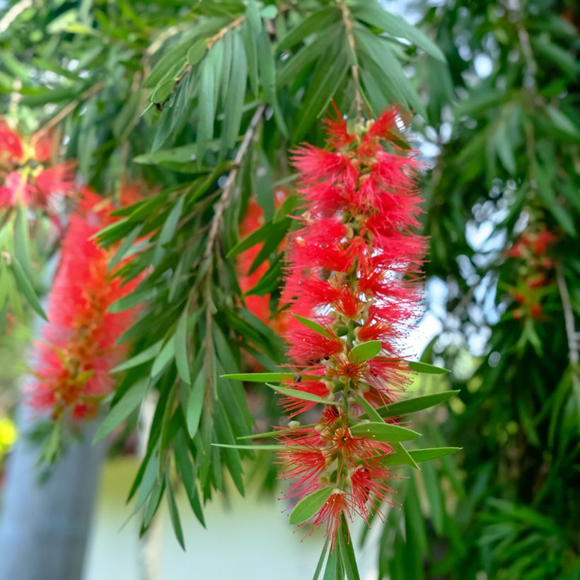 Callistemon viminalis - Lampenpoetser (Bloei)