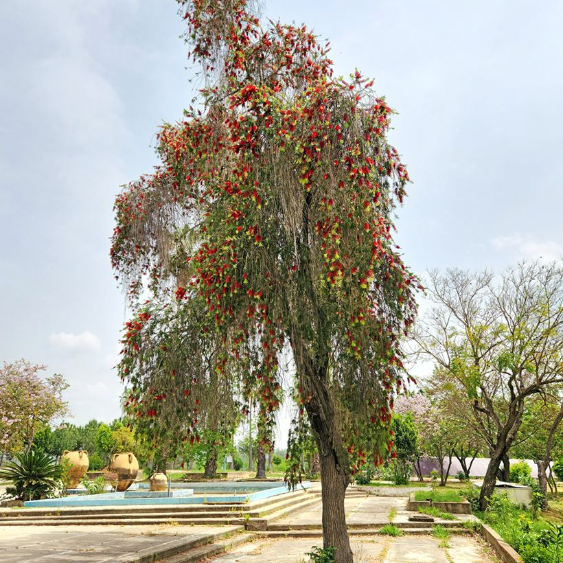Callistemon viminalis - Lampenpoetser (Groeiplaats)