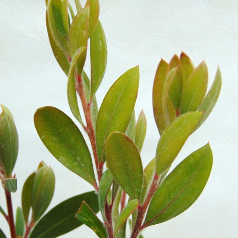 Callistemon x laevis - Lampenpoetser (Foliage)