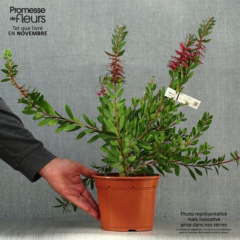 Exemplaar van Callistemon x laevis - Lampenpoetser Pot van 1,5 l/2 l zoals geleverd in de herfst