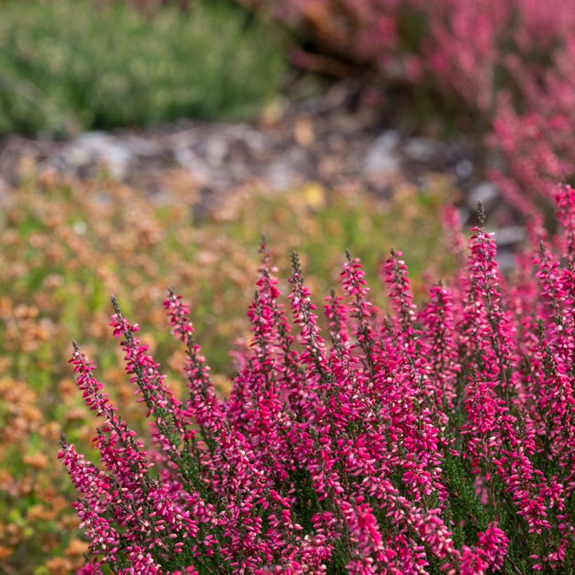 Calluna vulgaris Garden Girls Athene - Zomerheide (Groeiplaats)