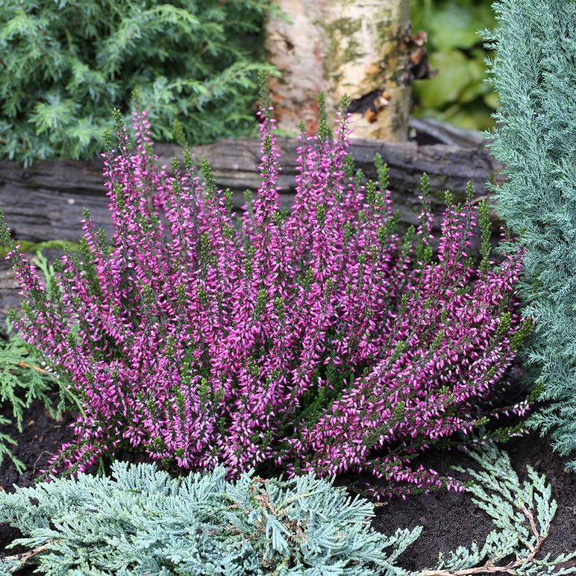 Calluna Garden Girls Lilli - Zomerheide (Groeiplaats)