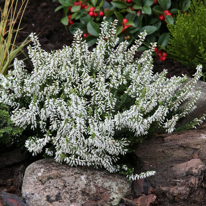 Calluna Garden Girls Madonna - Zomerheide (Groeiplaats)