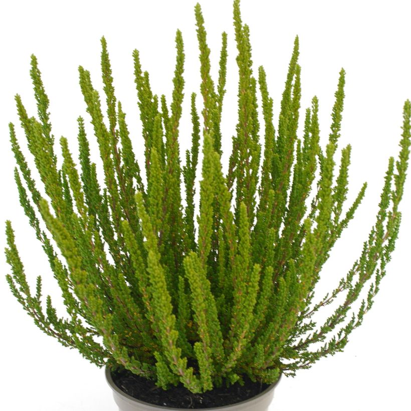 Calluna Garden Girls Zelia - Zomerheide (Blad)
