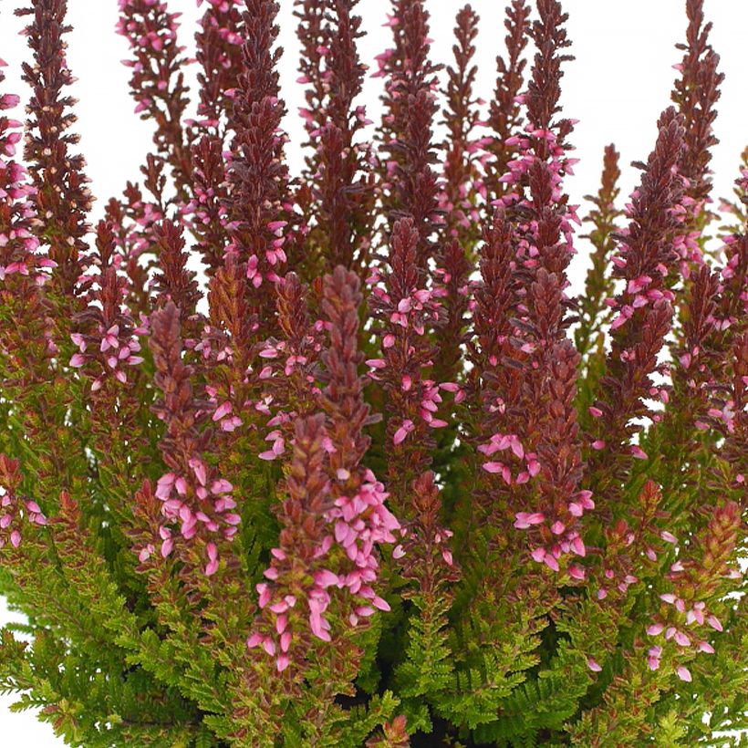 Calluna Garden Girls Zorina - Zomerheide (Flowering)
