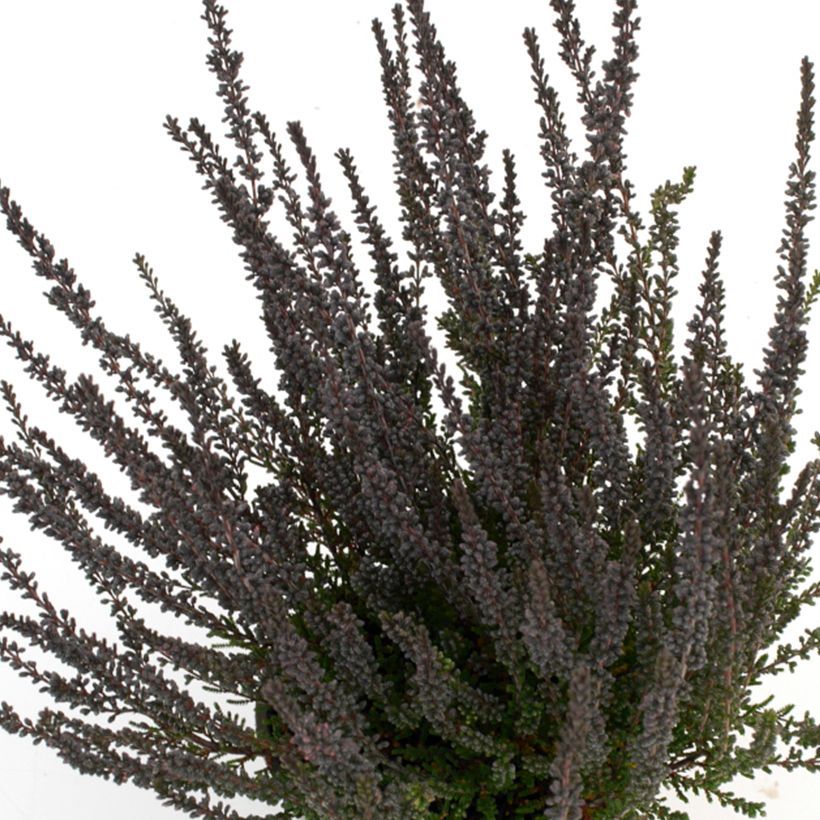 Calluna Garden Girls Zulu - Zomerheide (Blad)