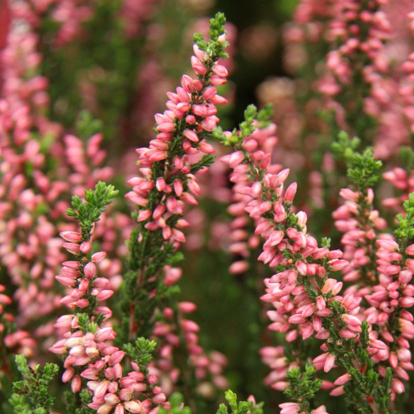 Calluna Garden Girls Gina - Zomerheide (Bloei)