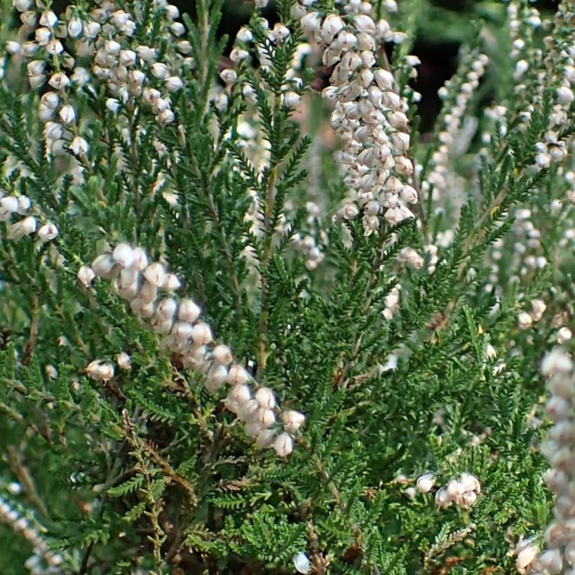 Calluna vulgaris Alba - Zomerheide (Blad)