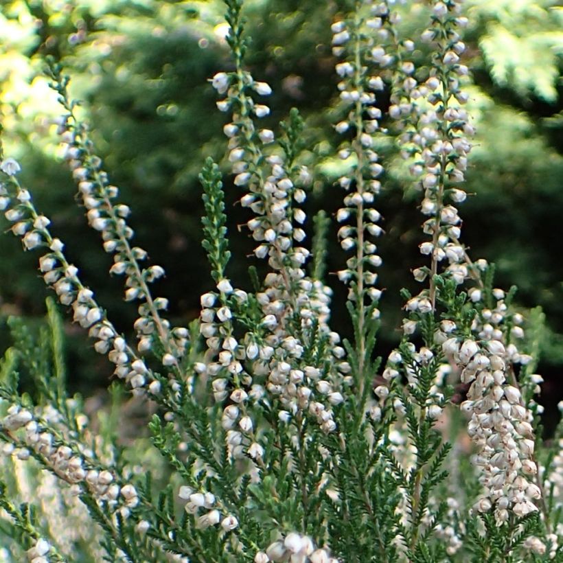 Calluna vulgaris Alba - Zomerheide (Bloei)