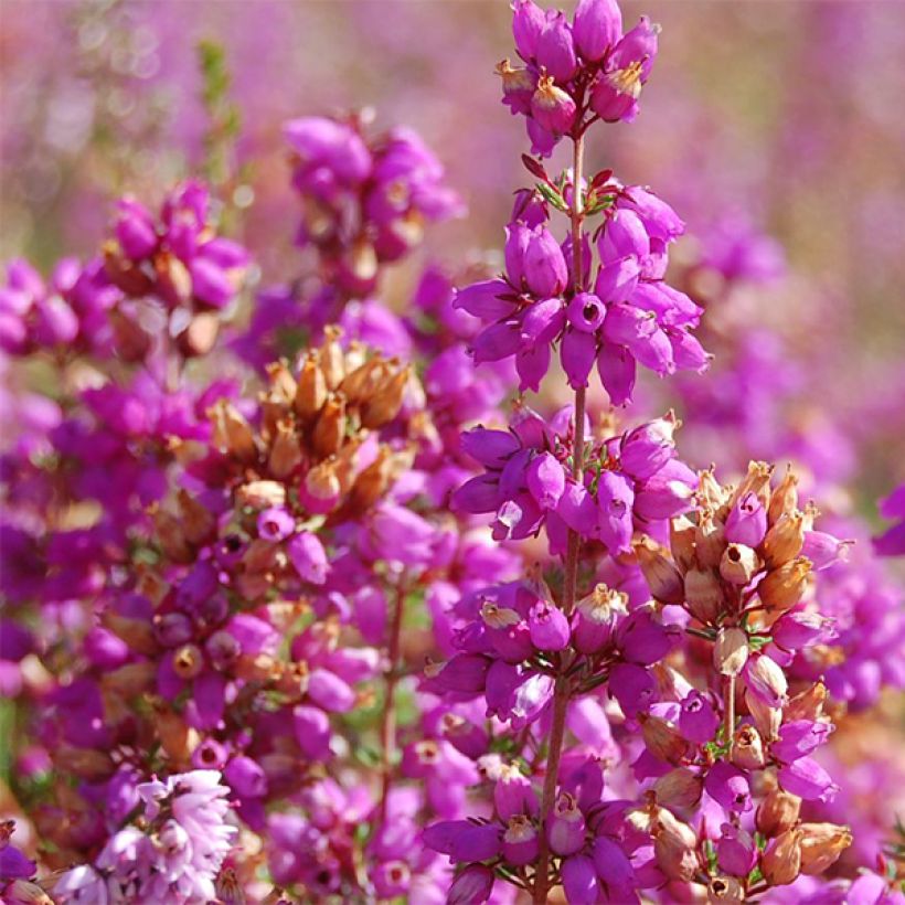 Calluna vulgaris Allegro - Zomerheide (Bloei)