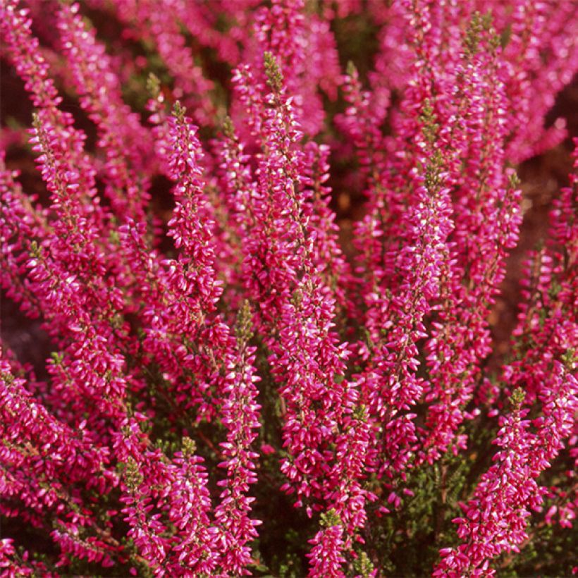 Calluna vulgaris Bonita - Zomerheide (Bloei)