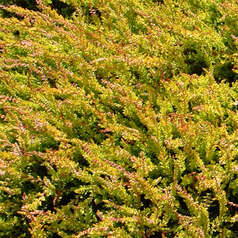 Calluna vulgaris Boskoop - Zomerheide (Blad)