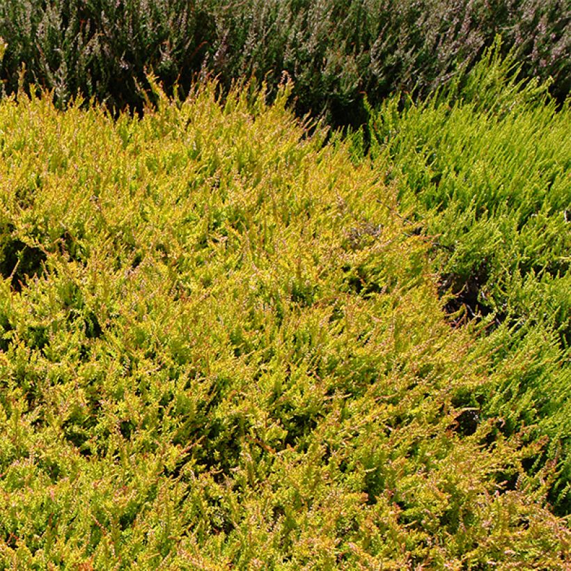 Calluna vulgaris Boskoop - Zomerheide (Groeiplaats)