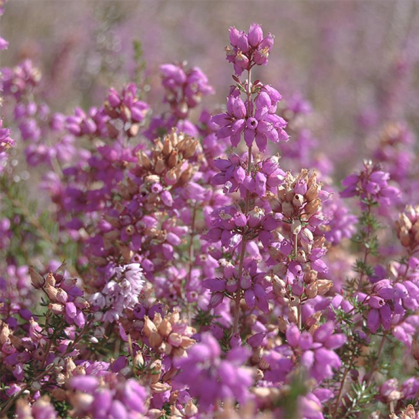 Calluna vulgaris H.E Beale - Zomerheide (Bloei)