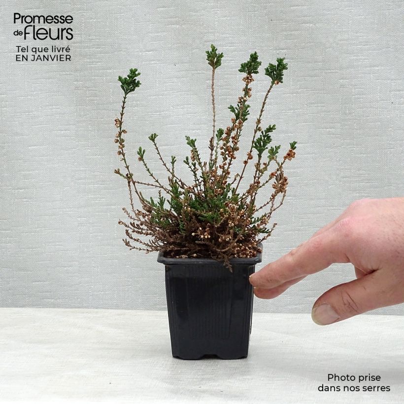 Exemplaar van Calluna vulgaris H.E Beale - Zomerheide Kweekpotje van 8/9 cm zoals geleverd in de winter