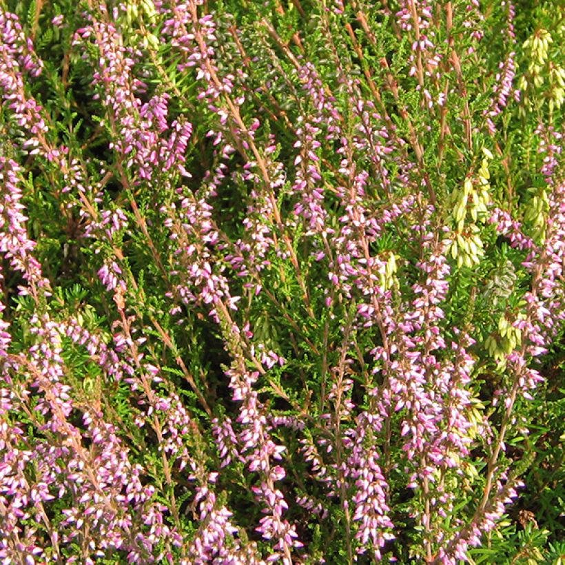 Calluna vulgaris Marleen - Zomerheide (Bloei)