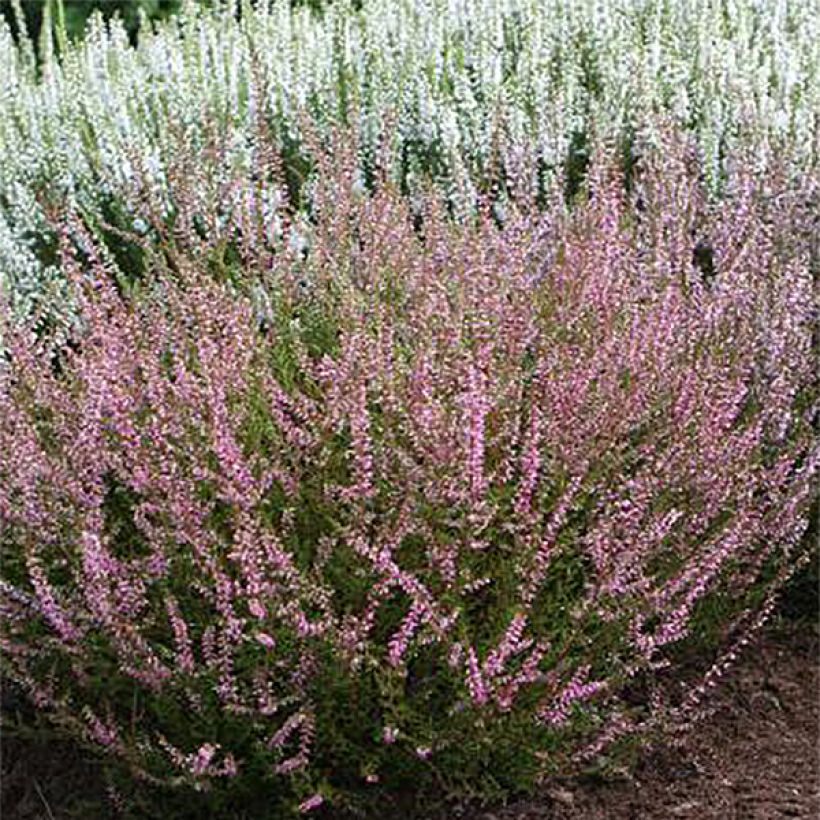 Calluna vulgaris Marlies - Zomerheide (Bloei)