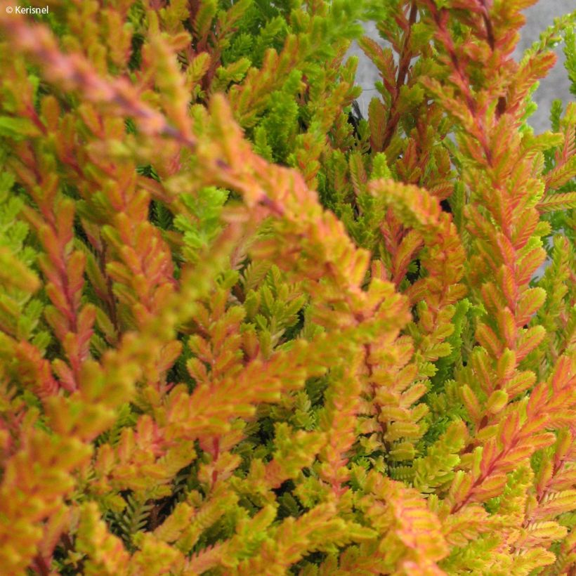 Calluna vulgaris Wickwar Flame - Zomerheide (Blad)