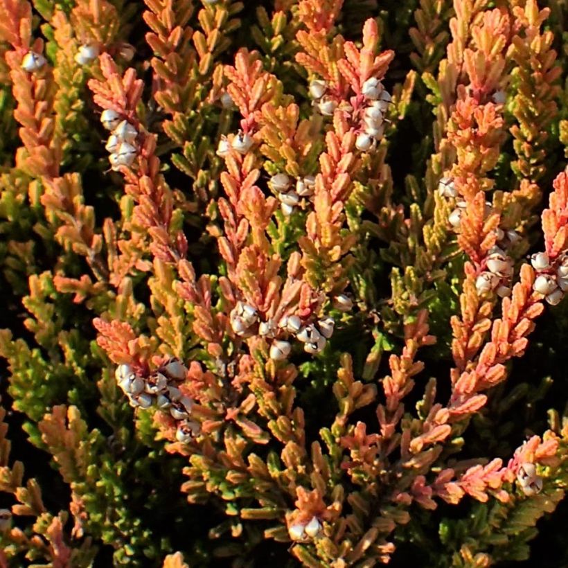 Calluna vulgaris Winter Chocolate - Zomerheide (Blad)