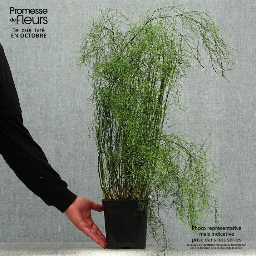 Exemplaar van Calopsis paniculata Pot van 2 l/3 l zoals geleverd in de herfst
