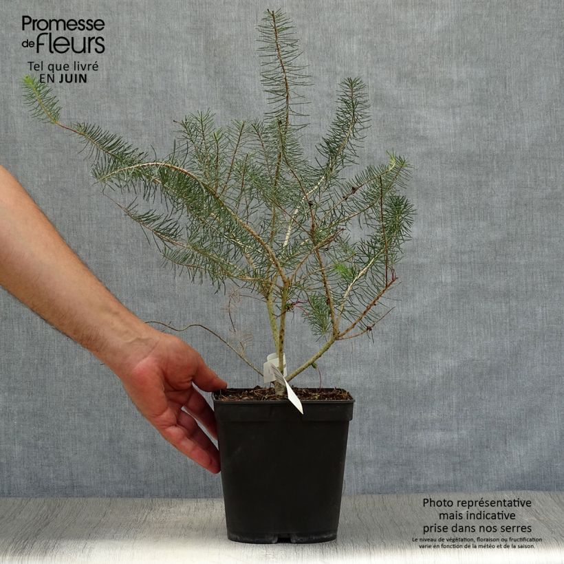 Exemplaar van Calothamnus quadrifidus Grey Form - grijze calothamnus Pot van 4 l/5 l zoals geleverd in de zomer