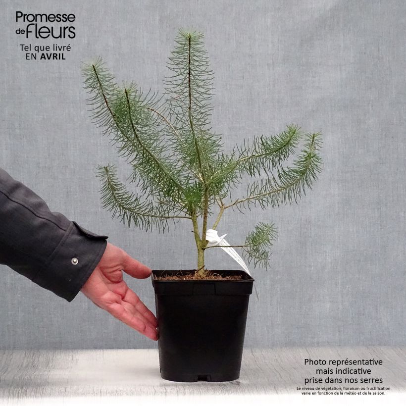 Example of Calothamnus quadrifidus Grey Form - grijze calothamnus Pot van 4 l/5 l as you get in printemps